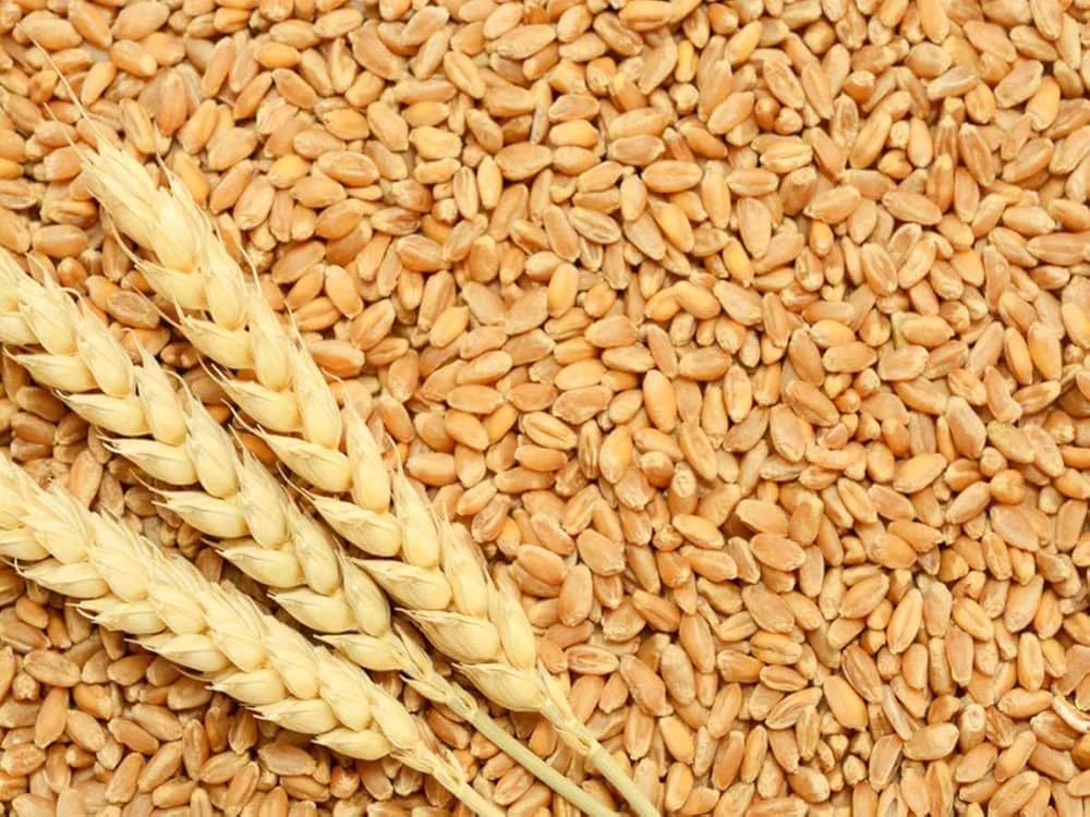 Wheat rajkot
