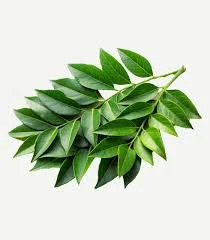 Curry Leaves