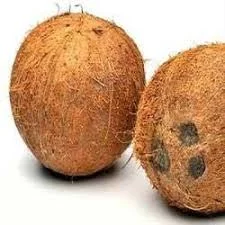 Coconut (Kumta)