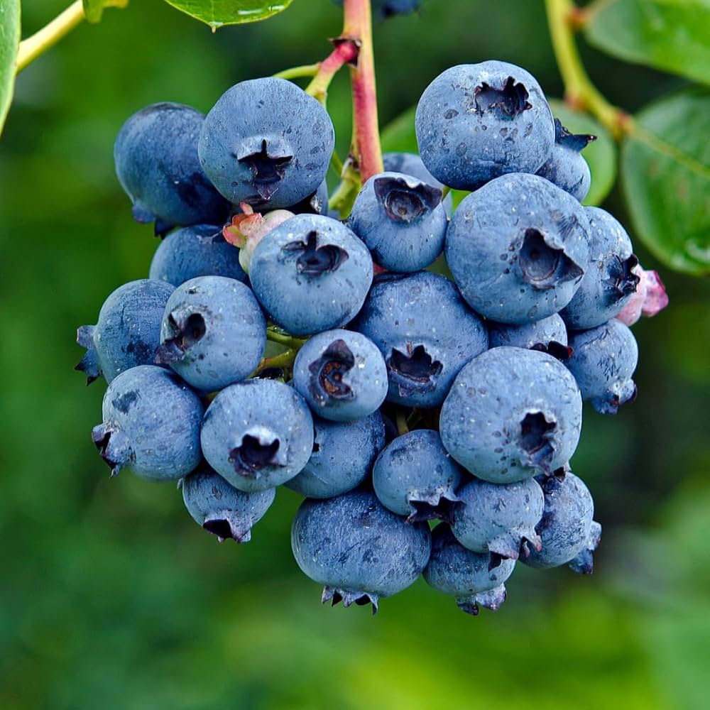 Blueberry